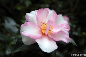 2024 Spainish Cultivars